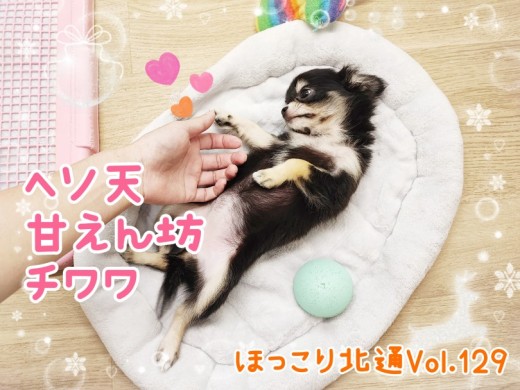 【 ほっこり北通Vol.129 】へそ天で甘える激かわチワワちゃん！