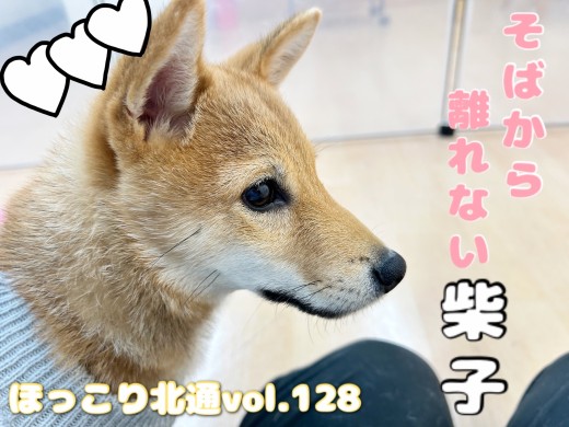 【 ほっこり北通vol.128 】クール要素0！デレ100％の柴犬ちゃん！