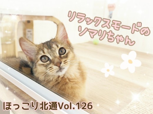 【 ほっこり北通Vol.126 】リラックスモードのソマリちゃん
