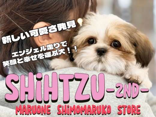 【 シーズー 】エンジェル走り炸裂!お顔も性格も可愛さ倍増中の2ndブログ!