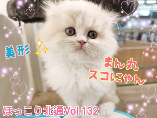 【 ほっこり北通Vol.132 】まん丸スコにゃんがやってきた！