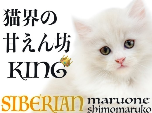 【 サイベリアン 】クリームカラーの様に甘い性格で懐っこさも猫界随一の甘えん坊!