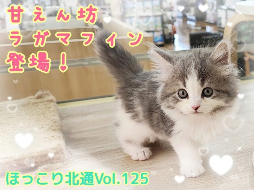 【 ほっこり北通Vol.125 】おもちゃも人も大好き！甘えん坊ラガちゃん登場！