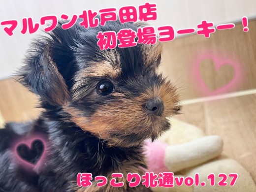 【 ほっこり北通Vol.127 】 ついに降臨！ヨークシャテリアちゃんが初登場