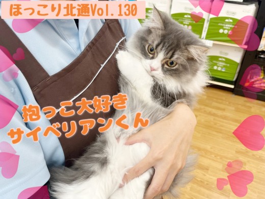 【 ほっこり北通Vol.130 】抱っこが大好きなサイベリアンくん