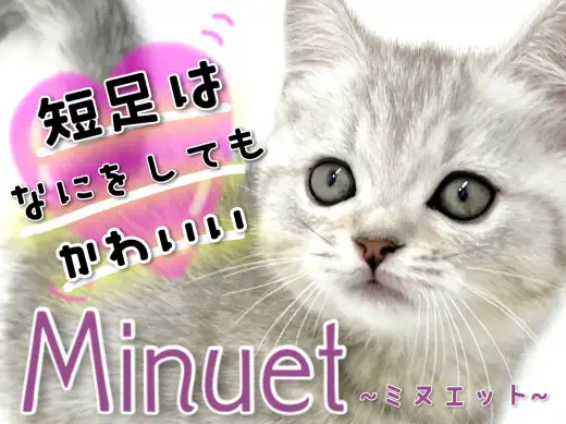 【 ミヌエット 】短足はなにをしても可愛いのです！横浜元町のおっとり娘！