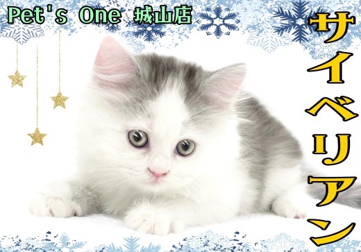 【 サイベリアン 】人気の大型猫種!最強プリンスが城山店に来たー!