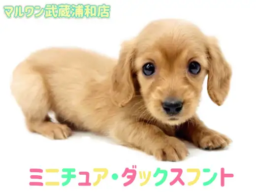 【 ミニチュア・ダックスフント 】困り顔が可愛いミニマムサイズの女の子