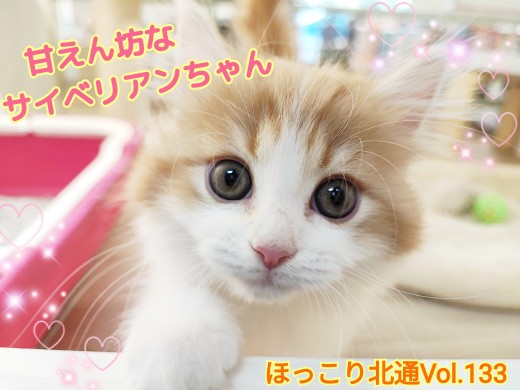 【 ほっこり北通Vol.133 】大きな瞳の甘えん坊サイベリアンちゃん