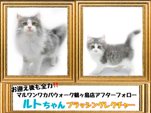 【 鶴ヶ島店アフターフォロー 】サイベリアンのルトちゃんのブラシレクチャー