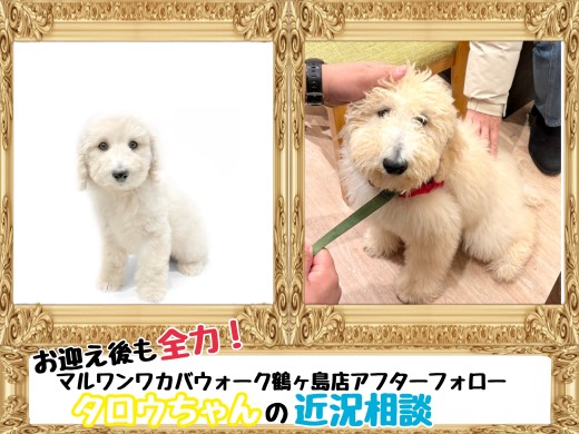 【 鶴ヶ島店アフターフォロー 】卒業生スタンダードプードルのタロウちゃん近況相談