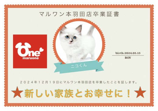 【 卒業記念 】ラグドールのニコくん卒業おめでとう!今までの感謝を込めて