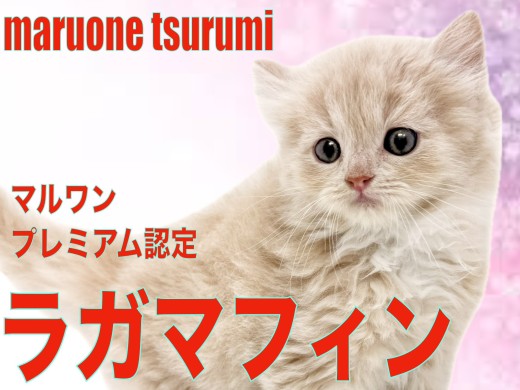 【 ラガマフィン 】マルワンプレミアムに認定された女の子!