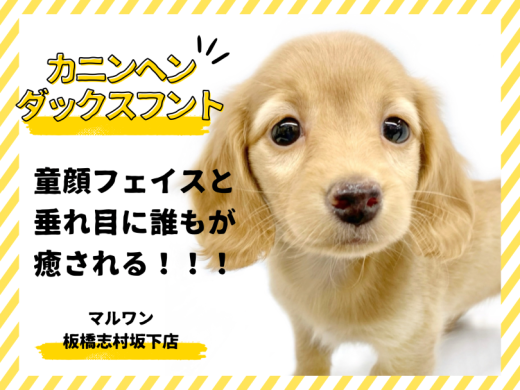 【 カニンヘンダックスフント 】ダックス最小サイズ!童顔に甘えん坊な子犬登場!