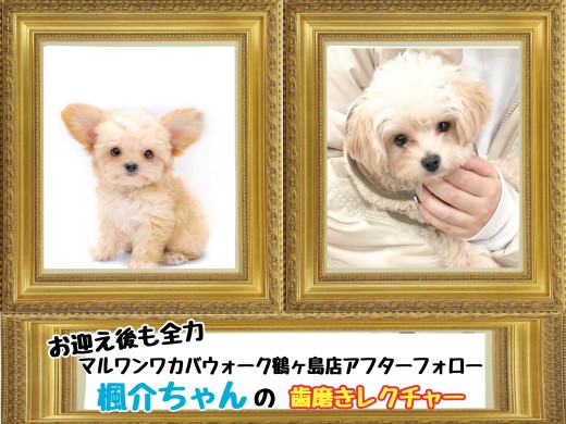 【 鶴ヶ島店アフターフォロー 】MIXの楓介ちゃんの歯磨きレクチャー