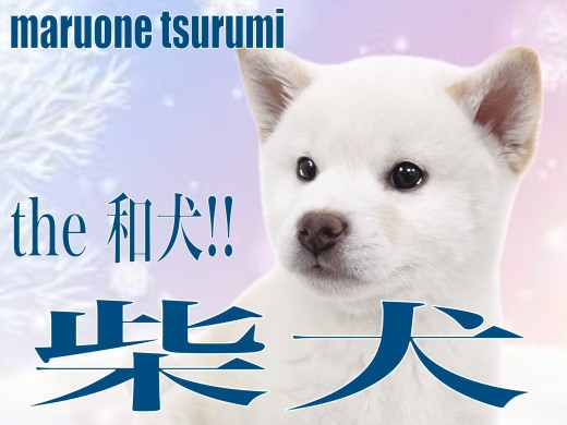 【 柴犬 】これぞ和犬。可愛くも凛々しい白色の男の子!