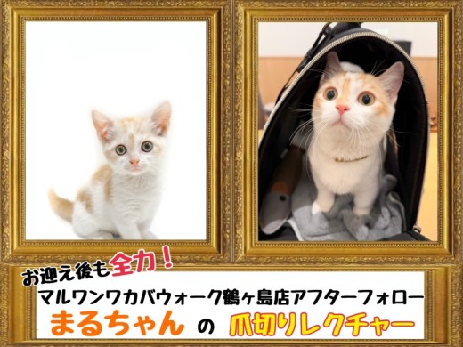 【 鶴ヶ島店アフターフォロー 】マンチカンのまるちゃんの爪切りレクチャー