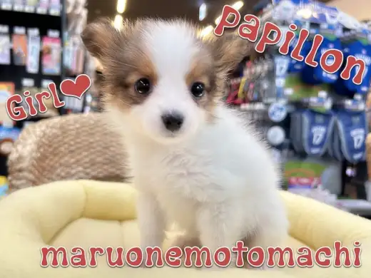 【 パピヨン 】温和な性格が愛らしいゴージャスボディの女の子！最新動画付き！