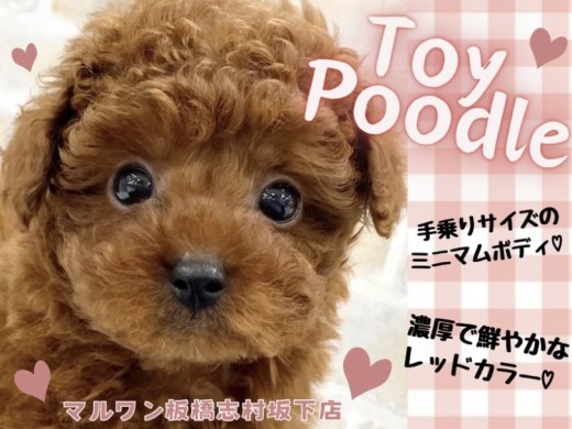 【 トイプードル 】手乗りサイズの小さなボディ!童顔フェイスのトイプーが登場!