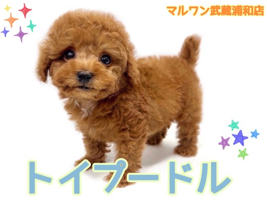 【 トイプードル 】 テディベアカットが似合うレッドカラーの甘えん坊な男の子