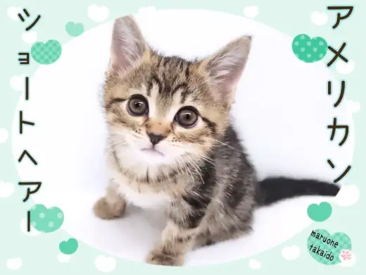 【 アメリカンショートヘアー 】パパはトリプルチャンピオン!良血統の美形にゃんこ