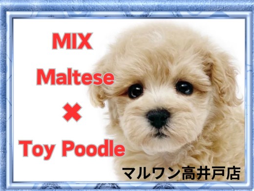 【 MIX 】クリームカラーの癒し系ガール!おっとりフレンドリーなマルプー入店!