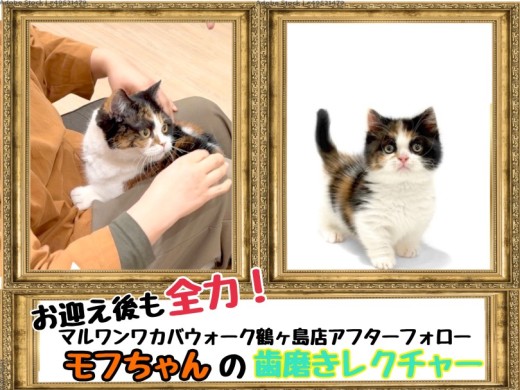 【 鶴ヶ島店アフターフォロー 】ミヌエットの卒業生モフちゃん歯磨きレクチャー