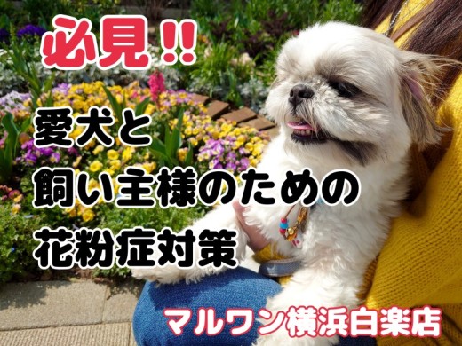 【 花粉症対策 】犬も花粉症になる！？この時期必見の花粉症対策ご紹介