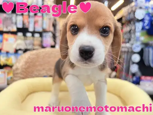 【 ビーグル 】最高の癒しを与えてくれる女の子！アウトドア好きの良き相棒登場！