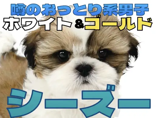 【 シーズー 】 愛嬌たっぷり！穏やかさと元気さをあわせ持つ癒し系わんこ！