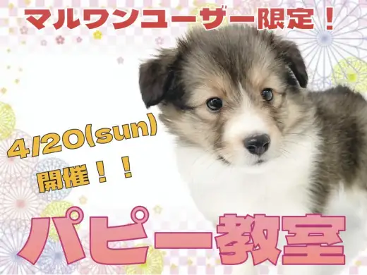【 お知らせ 】横浜元町店4月のパピー教室のご案内！