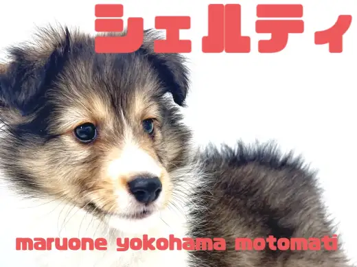 【 シェットランドシープドッグ 】横浜元町のエレガントレディ！シェルティちゃん！