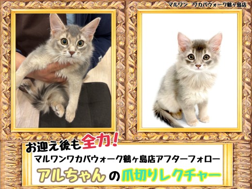 【 お迎え後が本番！マルワンアフターフォロー 】鶴ヶ島店卒業生ソマリのアルちゃん