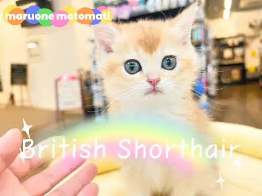 【 ブリティッシュショートヘア 】超レアカラー！金色輝くゴールデンブリちゃん！