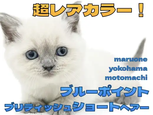 【 ブリティッシュショートヘア 】青い流星！ブルーポイントカラーの激レアブリちゃん！