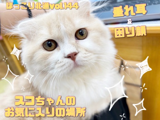 【 ほっこり北通vol.144 】困り顔スコティッシュくんの一番お気に入りの場所