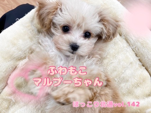 【 ほっこり北通vol.142 】触り心地抜群なフレンドリーマルプーちゃん！