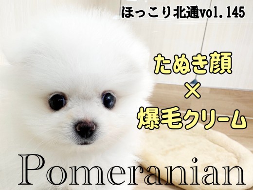 【 ほっこり北通vol.145 】爆毛たぬき顔なクリームポメちゃんがやってきた！