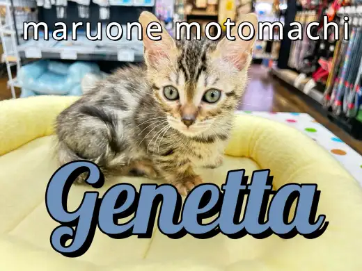 【 ジェネッタ 】ヒョウ柄で短足なレアキャットが横浜元町にやってきた！