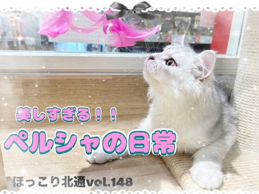 【 ほっこり北通vol.148 】お膝の上でもへそ天！デレ強めなペルシャちゃん