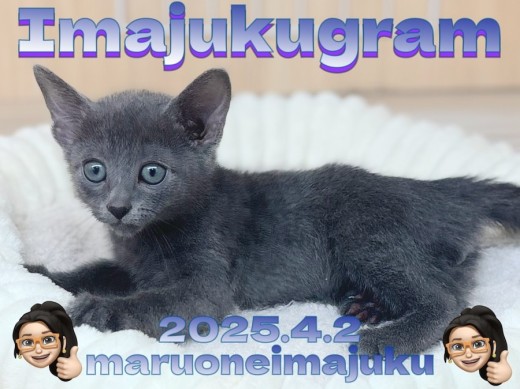 【 イマジュクグラム 】濃厚ブルーが美しい甘え上手なロシアンブルーの男の子！