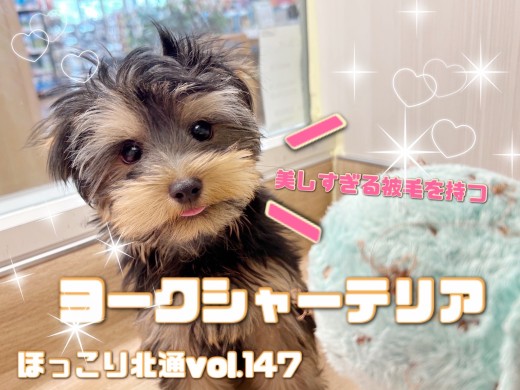 【 ほっこり北通vol.147 】どんなカット、ヘアスタイルでも似合うヨーキー