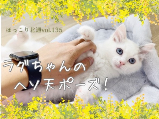 【 ほっこり北通Vol. 135 】余裕のへそ天ポーズ！癒し度満点激かわラグちゃん！