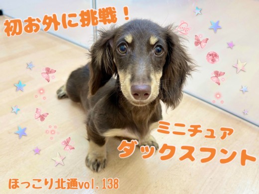 【 ほっこり北通vol.138 】初めてのお外に挑戦するミニチュダックスフントちゃん