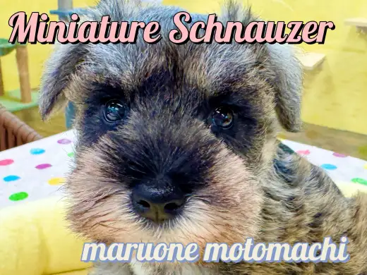 【 ミニチュアシュナウザー 】ソルト＆ペッパーが美しい愛らしさ満点の女の子！