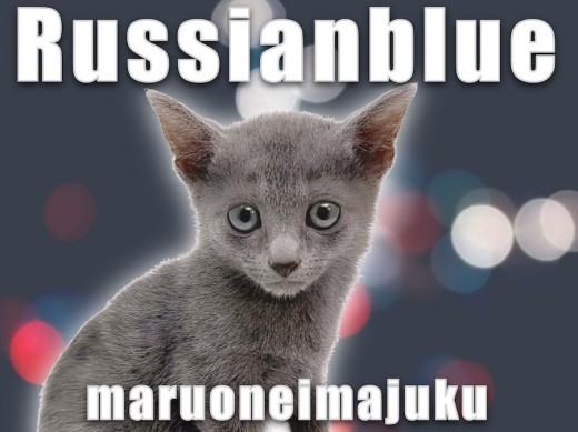 【 ロシアンブルー 】初心者必見の飼いやすさNO.1！環境馴れ抜群の美男子登場！