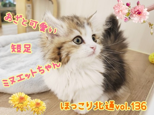 【 ほっこり北通vol.136 】甘えん坊であざと可愛い短足ミヌエットちゃん