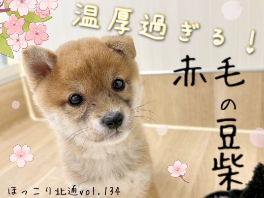 【 ほっこり北通Vol.134 】赤毛の豆柴くん、おっとり可愛らしい様子を大公開！