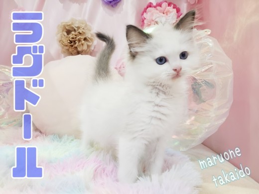 【 ラグドール 】シールポイントバイカラーがお洒落!プリンセス系ラグドール!