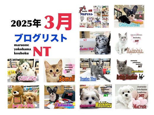 【 ブログリスト 】マルワン横浜 港北NT店3月のブログ記事まとめ